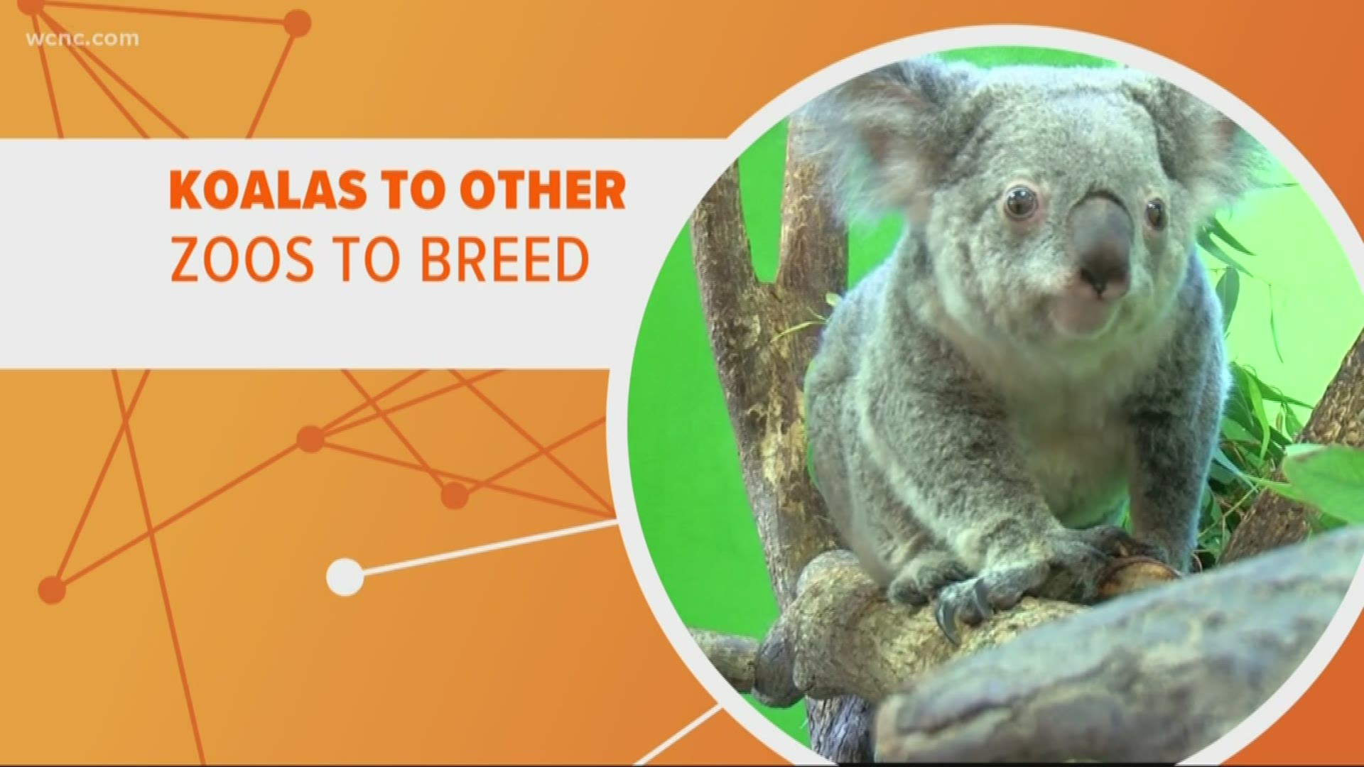 Wildfires continue to rage in Australia, where officials estimate over 1 billion animals have died. That's why breeding programs at zoos are more important than ever