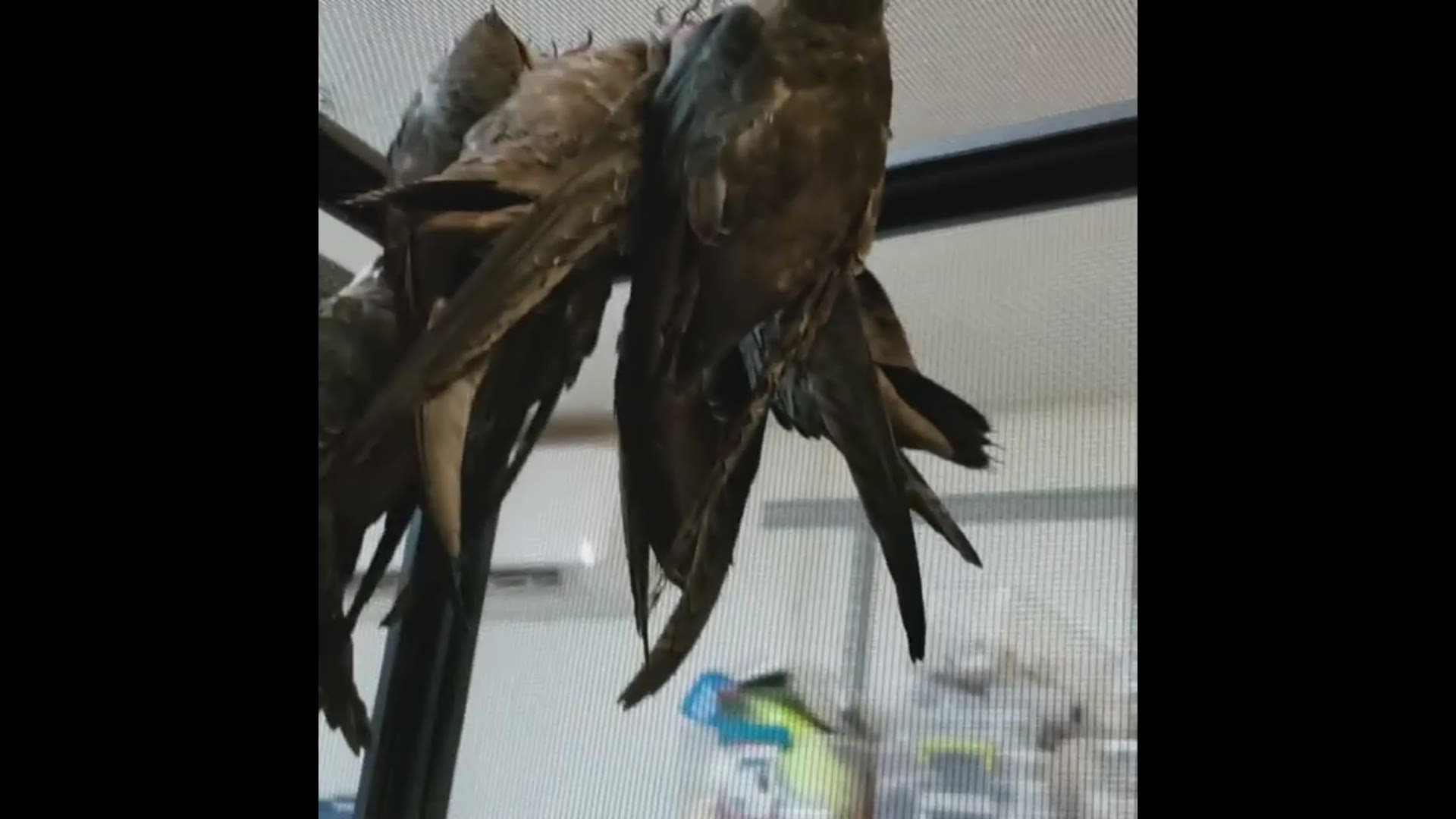 Carolina rescue group saves hundreds of injured birds that crashed into NASCAR Hall of Fame
