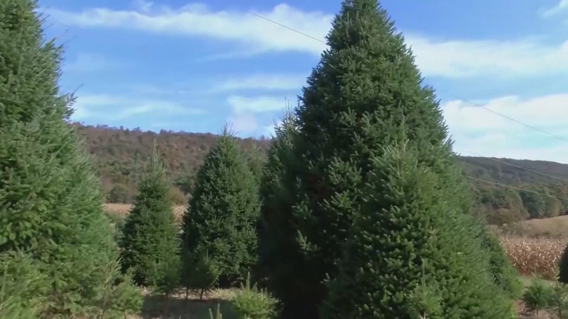 White House staff to choose Christmas tree from North Carolina on