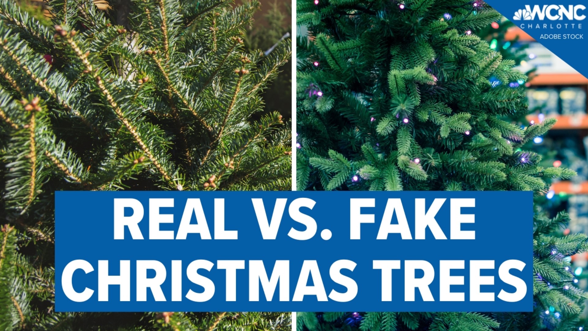 Most people have a preference based on how the tree looks but experts say if saving money is your main focus, the choice is clear.