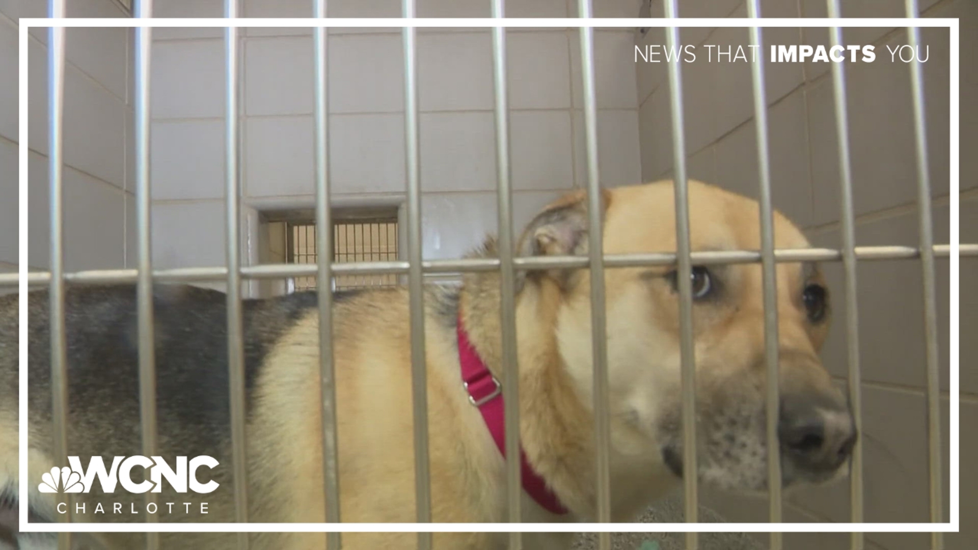Gaston County Animal Care and Enforcement is facing severe overcrowding, with more animals than they can accommodate arriving each day. 