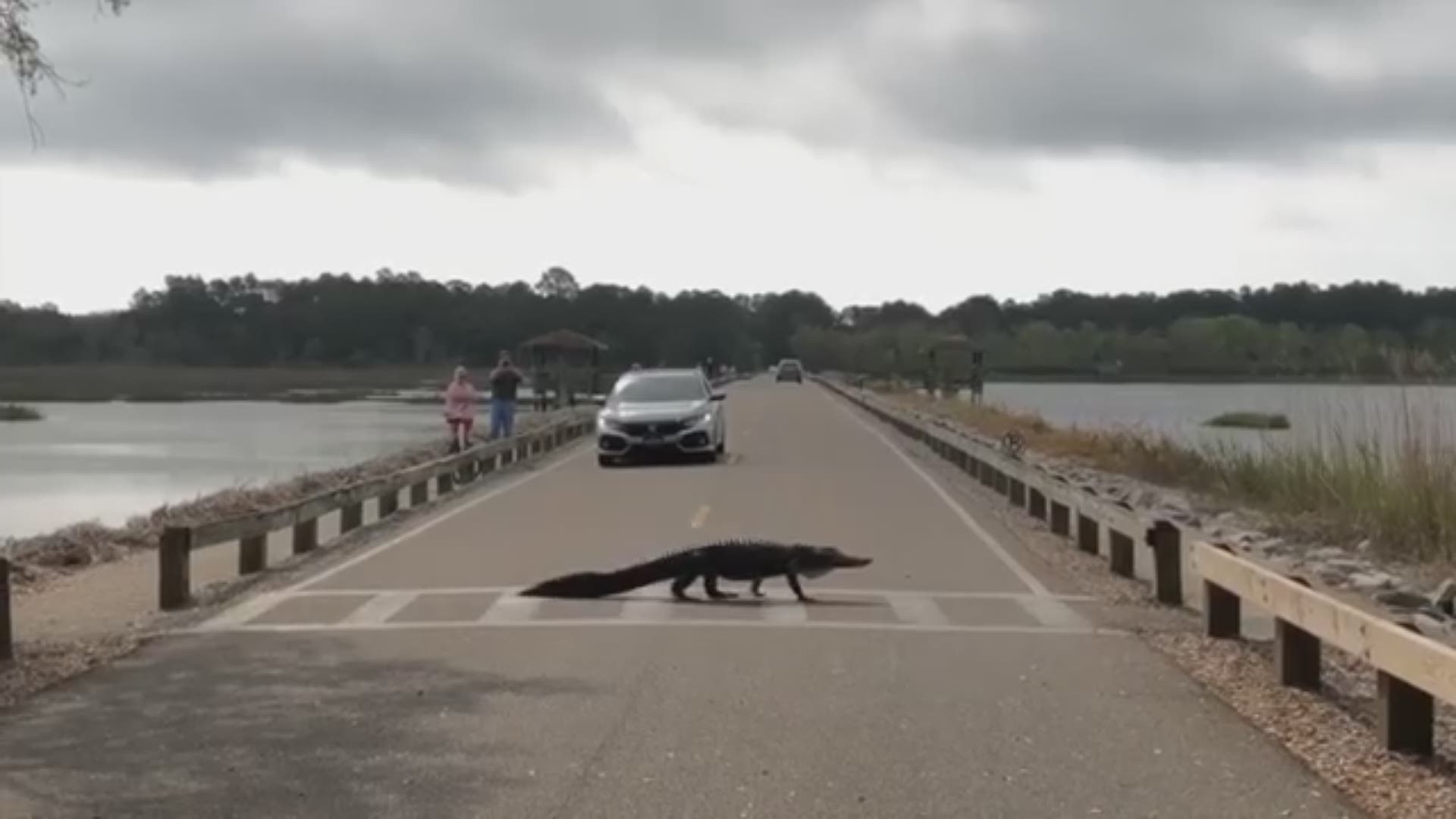 Austin Bond took this video at Huntington Beach State Park in Murrells Inlet, S.C. "It's amazing how often the alligators use the crosswalks when crossing!" he said.
