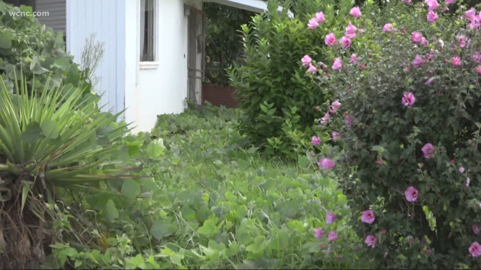City officials say the property owner was fined and will be billed for the grass cutting.