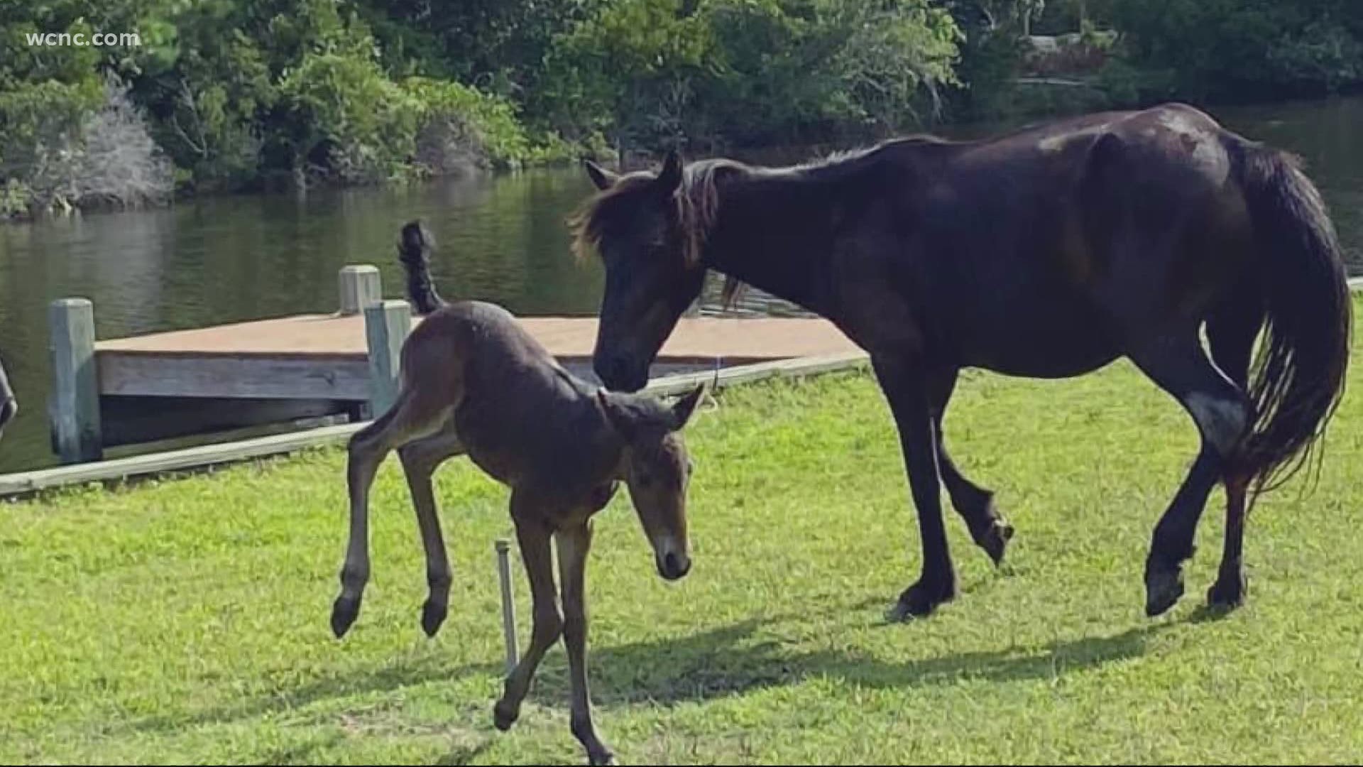 A Facebook post from the Corolla Wild Horse Fund says a 3-day old foal was struggling in a canal. Three fishermen saw what was happening and jumped into action.
