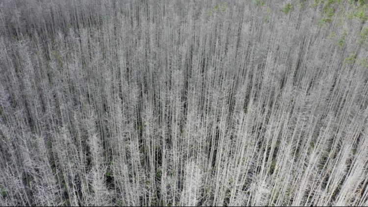 Ghost forests creep up US East Coast