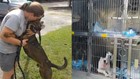 Charlotte animal shelter welcomes nine dogs evacuating from SC