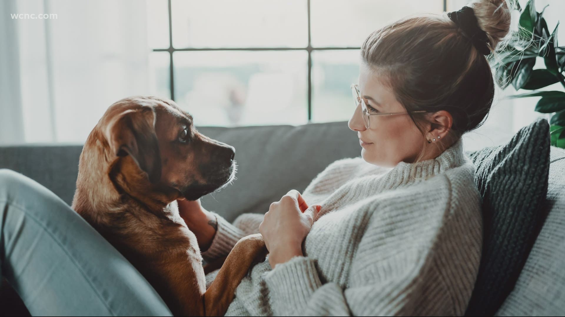 Researchers at Washington State University found that going back centuries, dogs are often closer to their female leaders, rather than men.