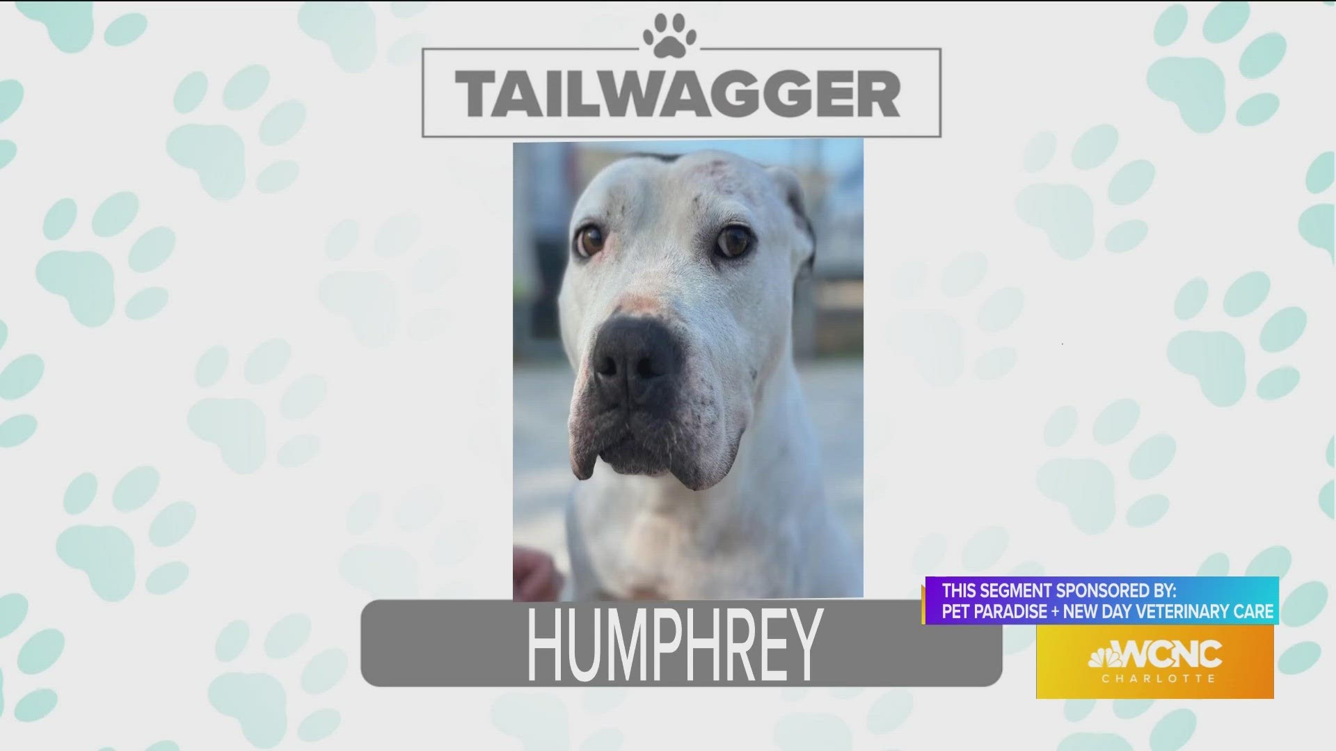 Humphrey is available for adoption from Animal Care and Control