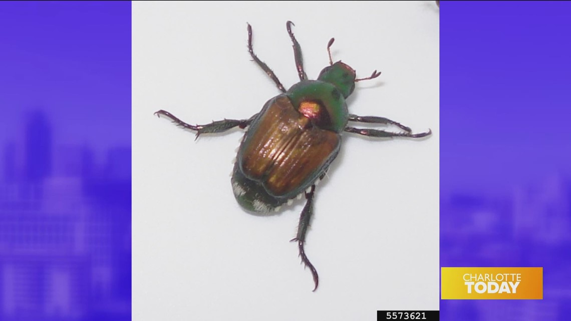 Bugs, bugs and more bugs