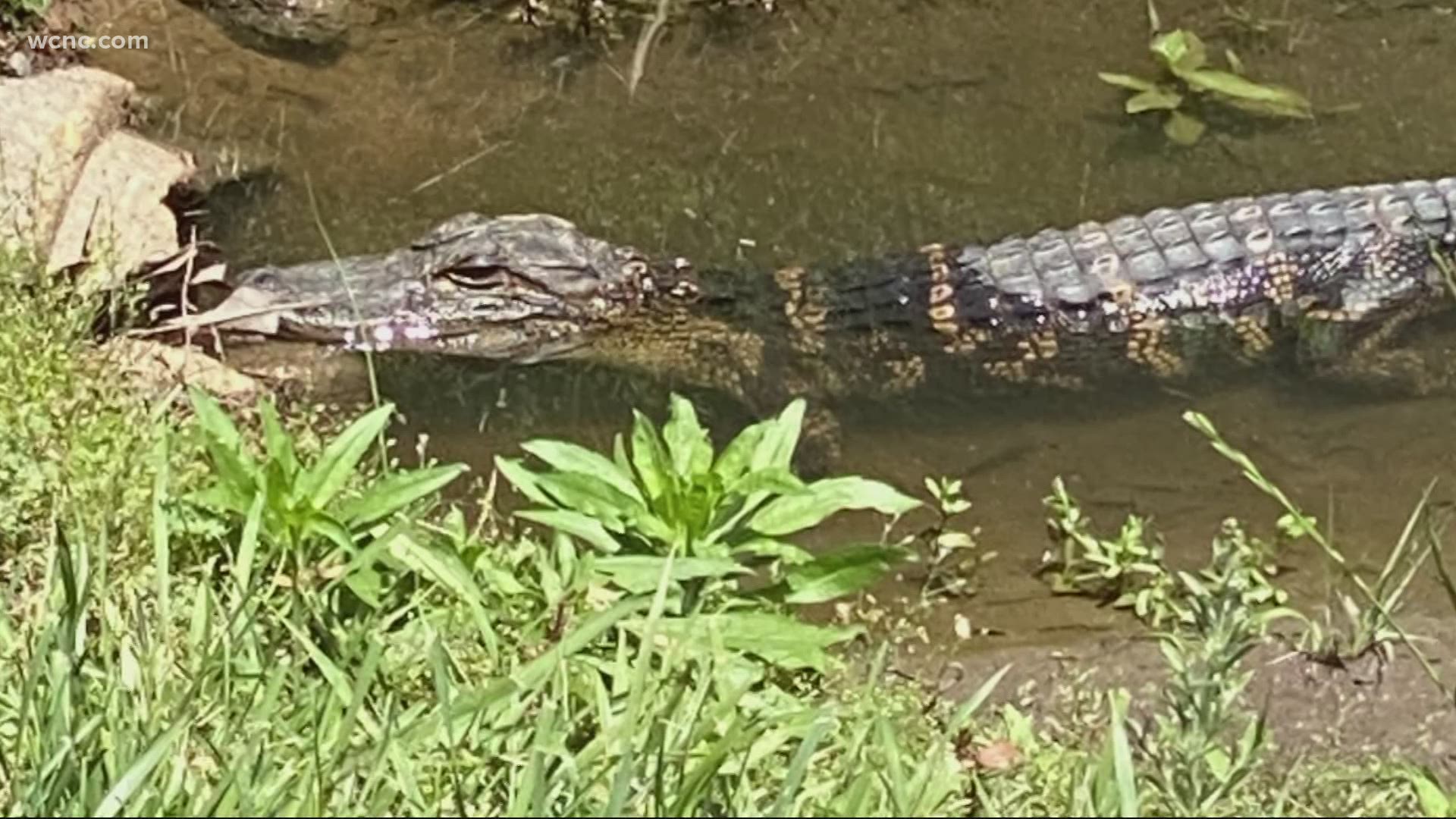 Wildlife officers believe the alligator might have previously been a pet.