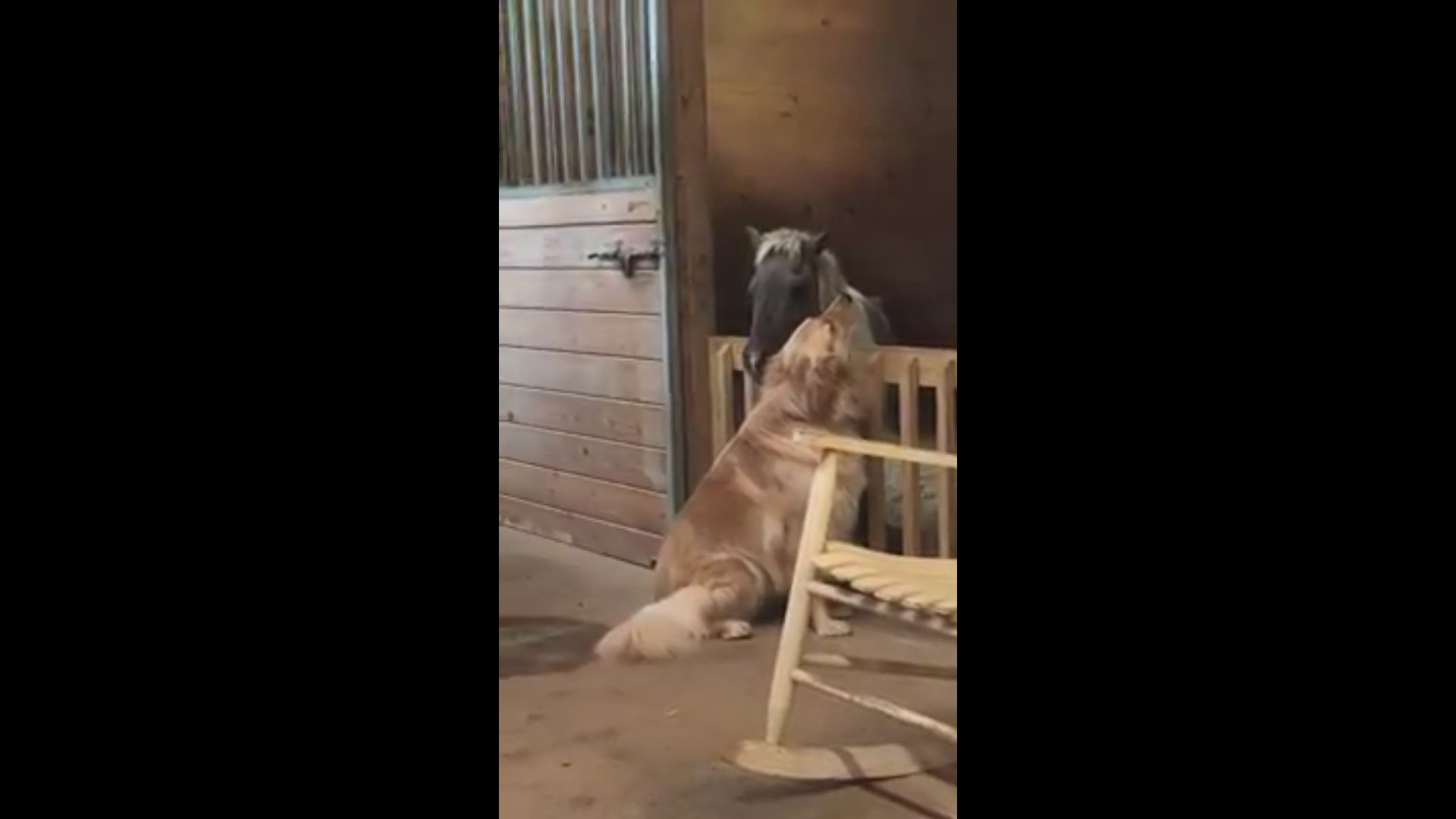 Molly the Golden Retriever loves to comfort these once-neglected NC rescue horses