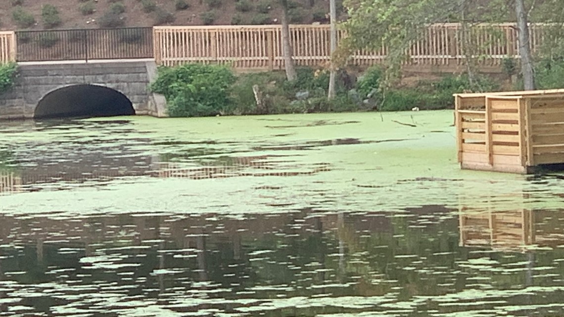 Charlotte ponds tested for deadly bluegreen algae killing dogs