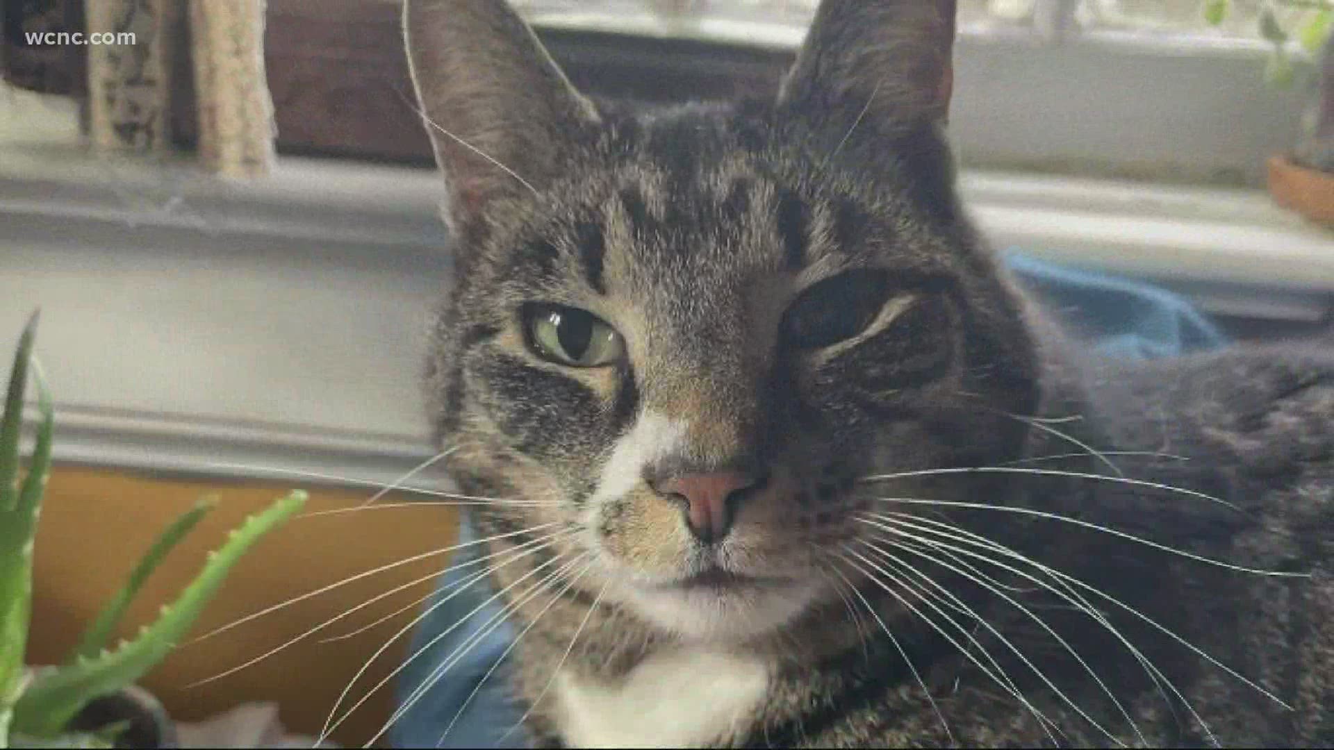 The family believes their cat died due to a coyote. Now, they're warning others in the hopes of saving someone else's pet.