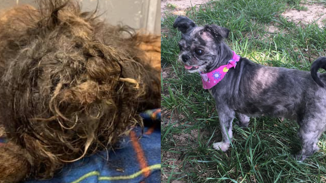 Newest rescue at Lancaster SPCA has quite the transformation 