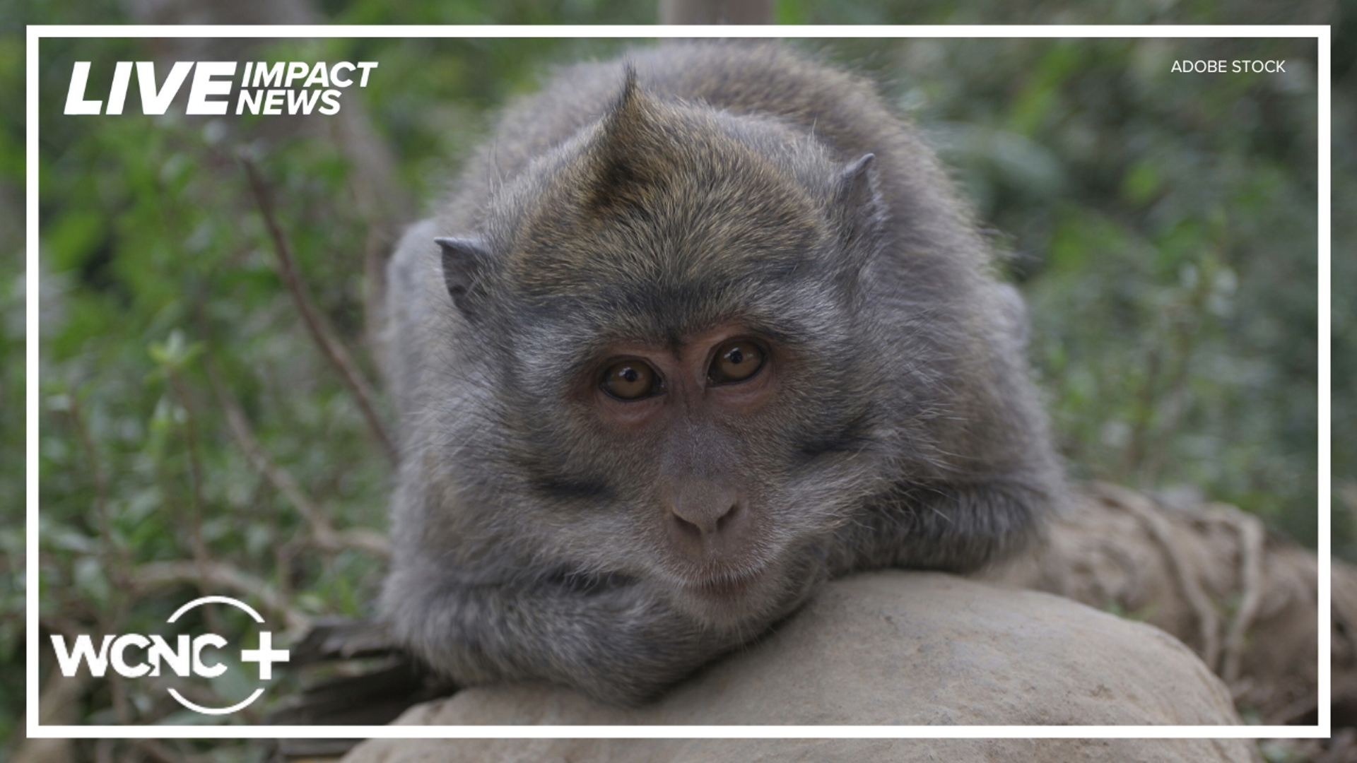 SC primate testing facility given warning from USDA | wcnc.com