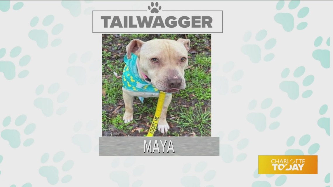 This week's Tuesday Tailwagger is Maya!!