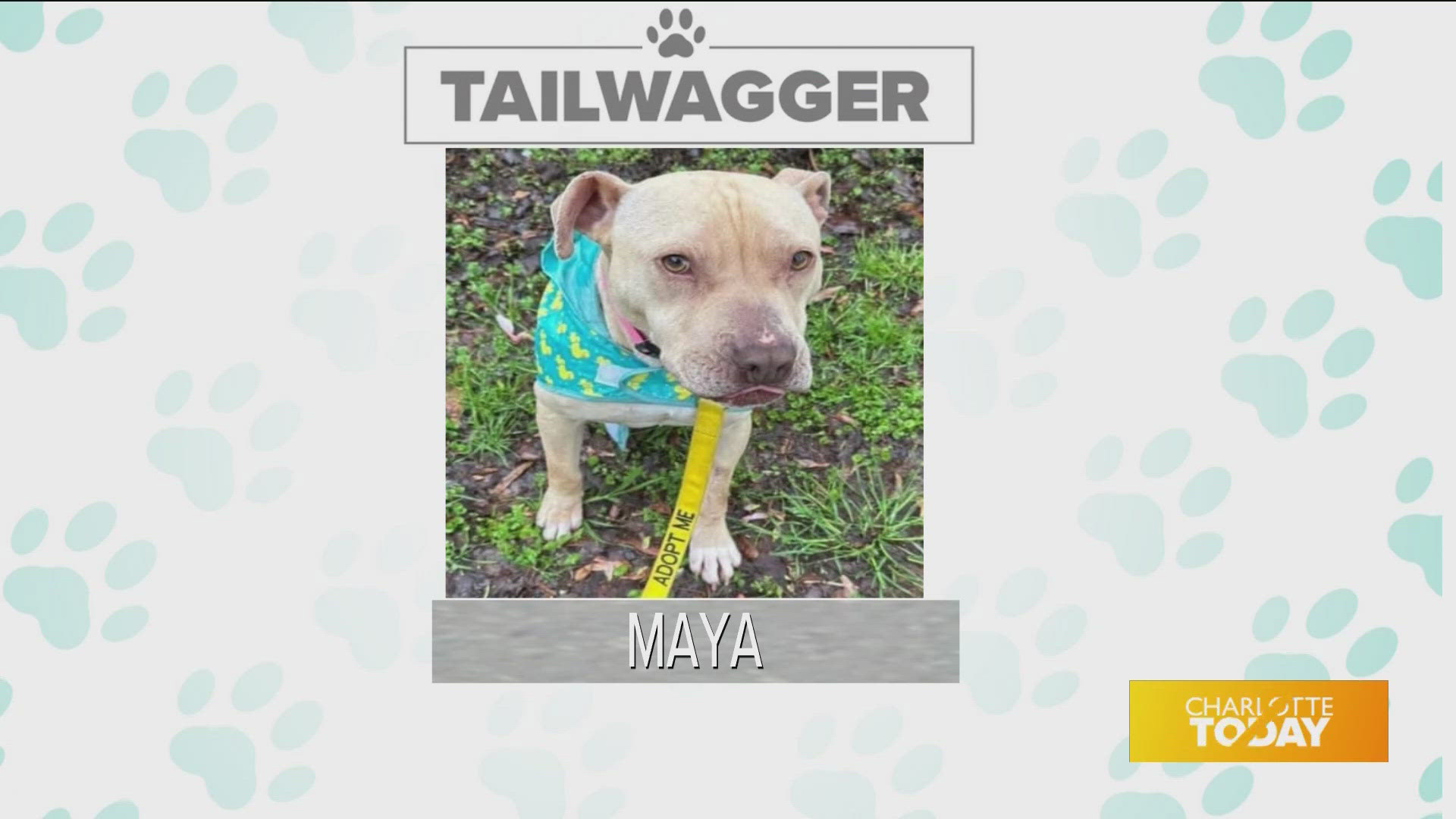 Maya is available for adoption today from Animal Care and Control