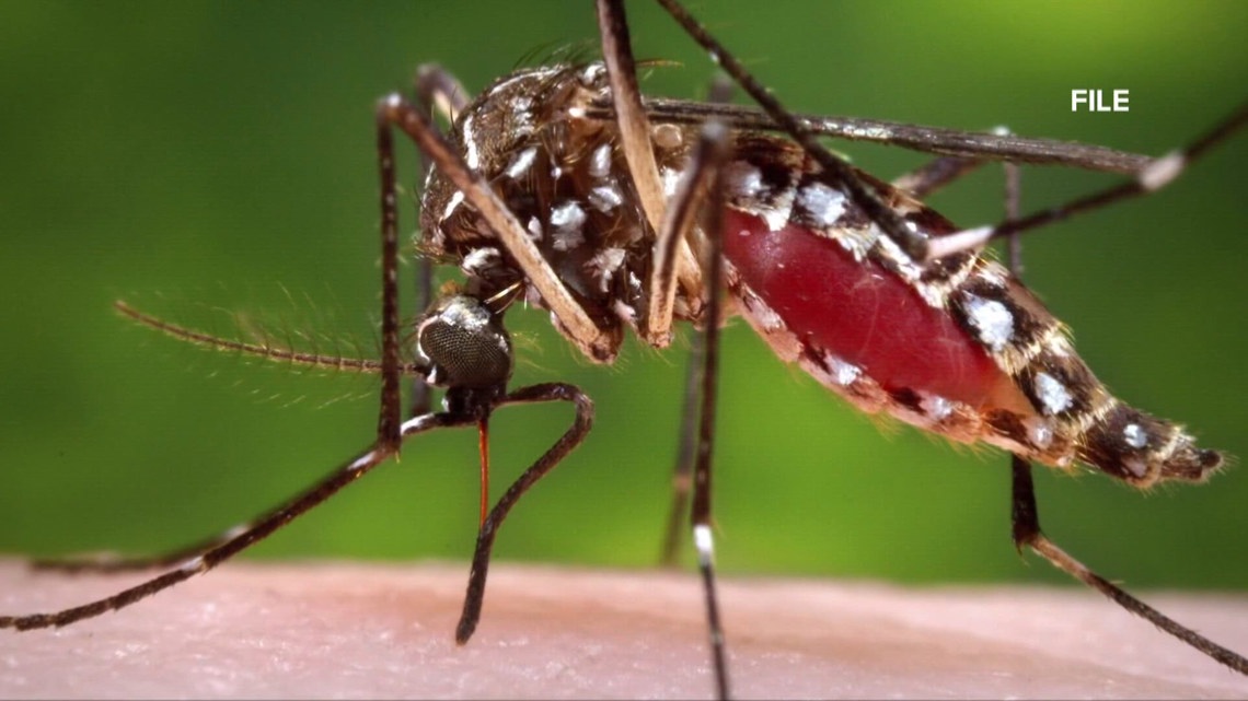 VERIFY: Are mosquitoes more attracted to certain blood types? Here's what experts say - WCNC