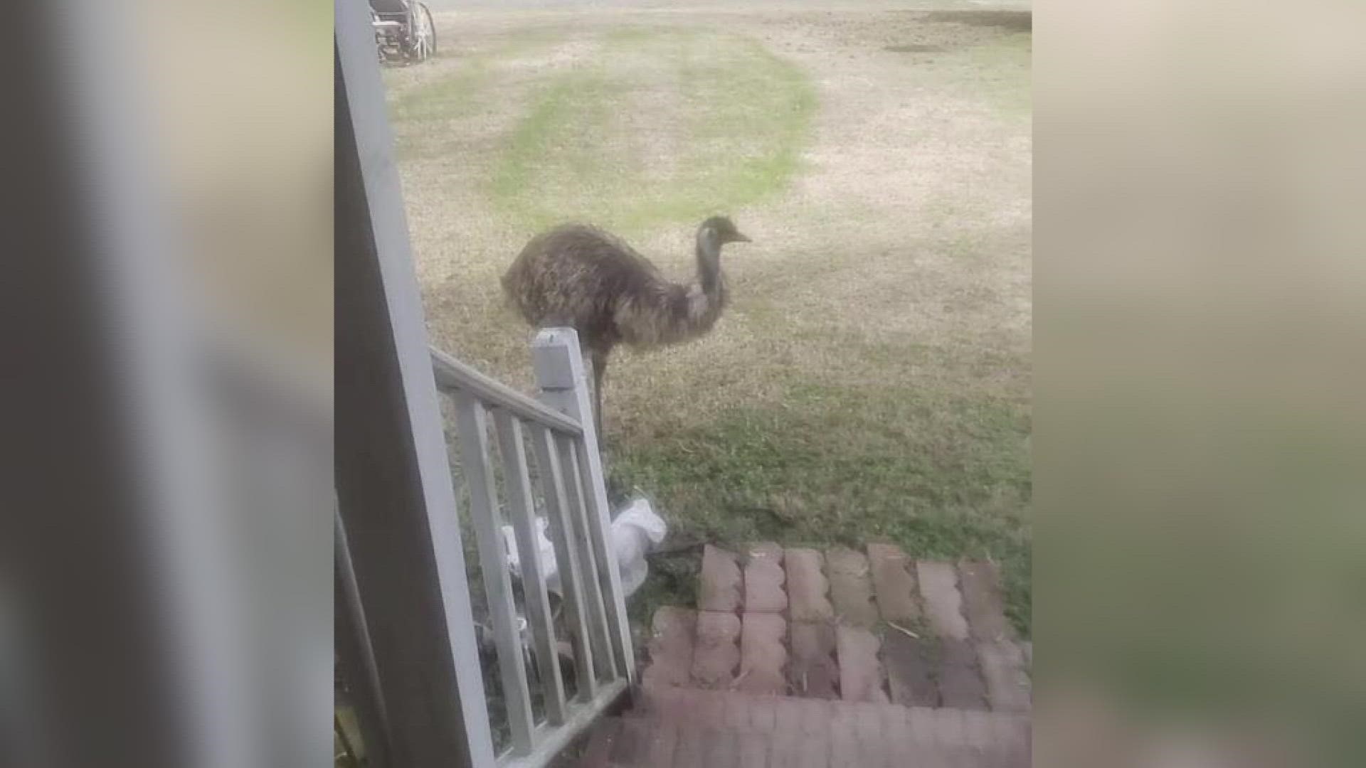 Doug the emu safely returned home on Tuesday after escaping from his home in Person County, North Carolina