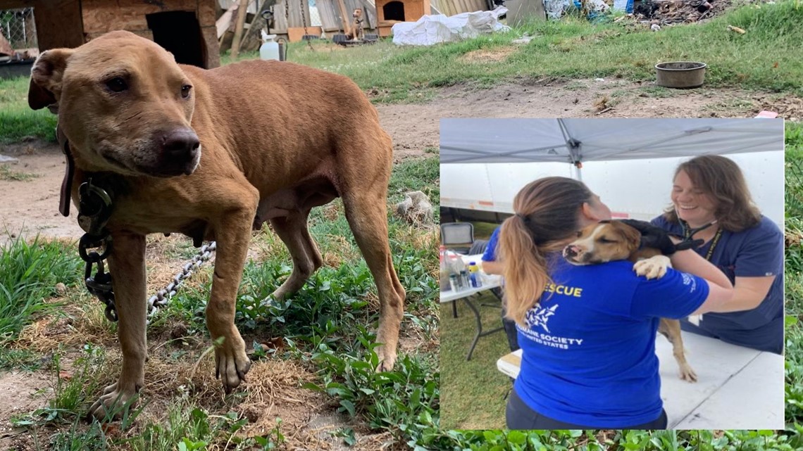 Dogs rescued in alleged dogfighting ring in NC | wcnc.com
