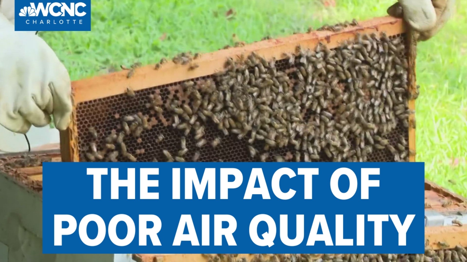 Research shows poor air quality can cause respiratory issues and diseases for all types of species.