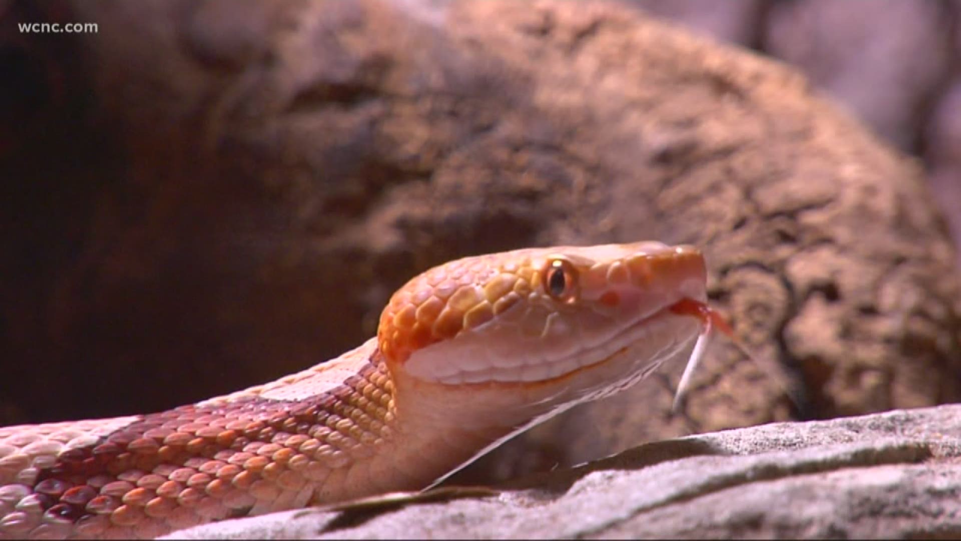 Carolina Poison Control says they received more snake calls in September than any other month this year.