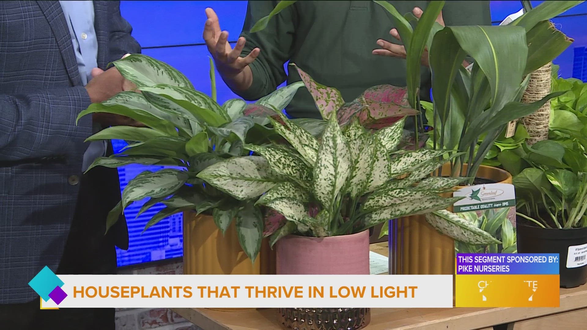 There are many plants that thrive in low light