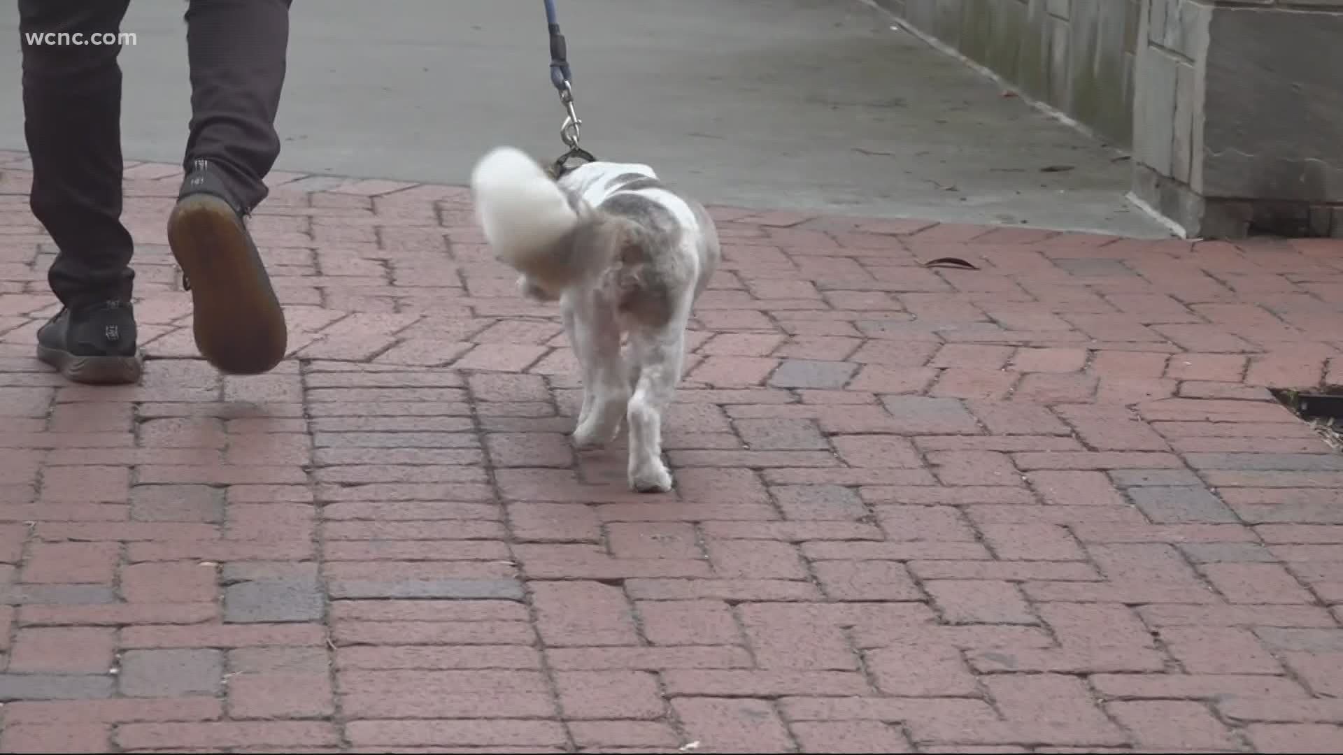 Cazares said as he goes to pick up his four-legged clients, they seem to be having trouble with their owners’ transition back to work.