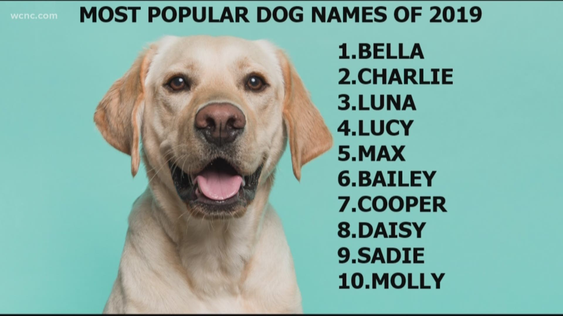 The top 10 most popular dog names of 2019