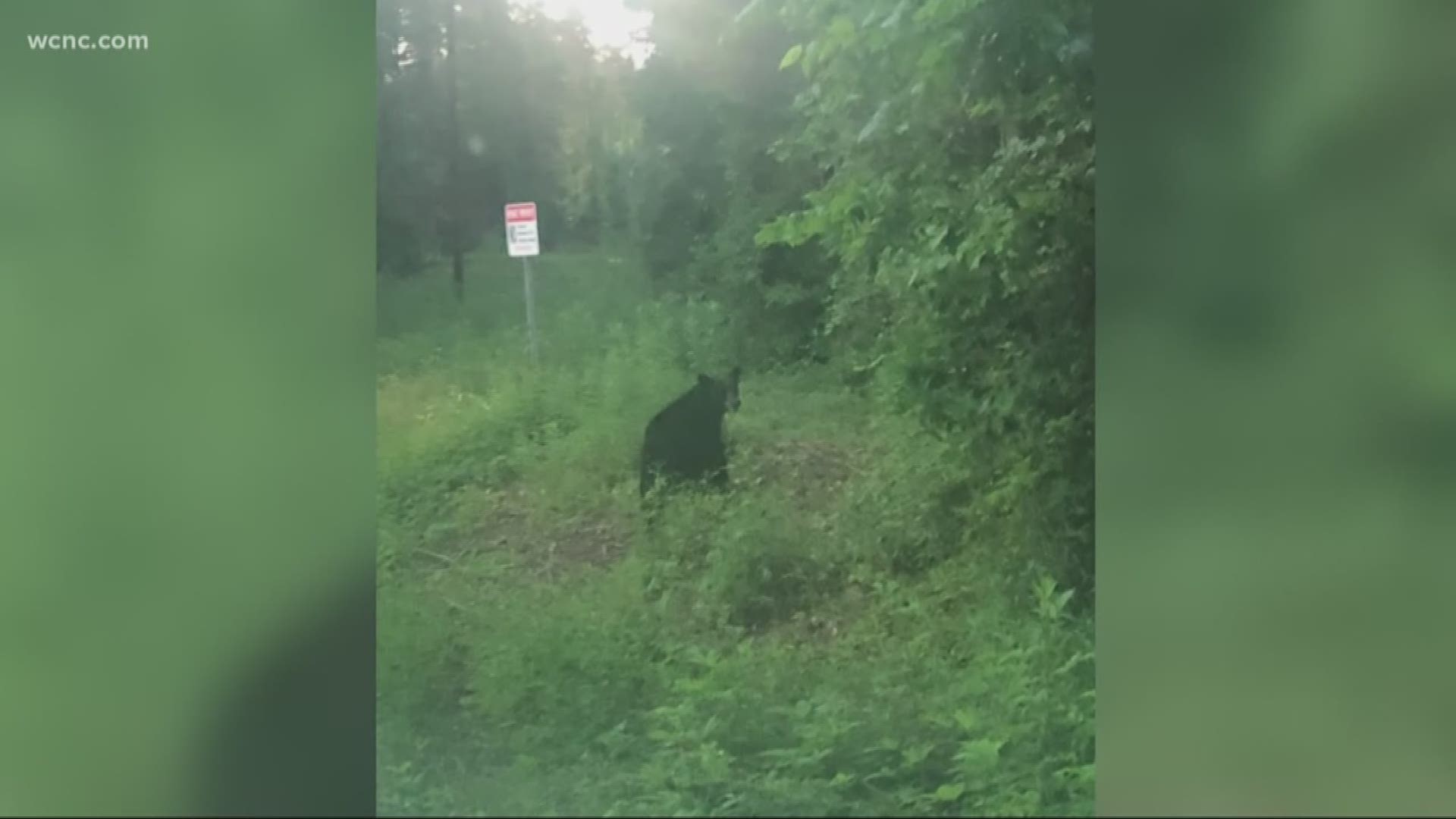 The man who took the picture tells us the bear was eating from a big bag of trash left on the side of the road.