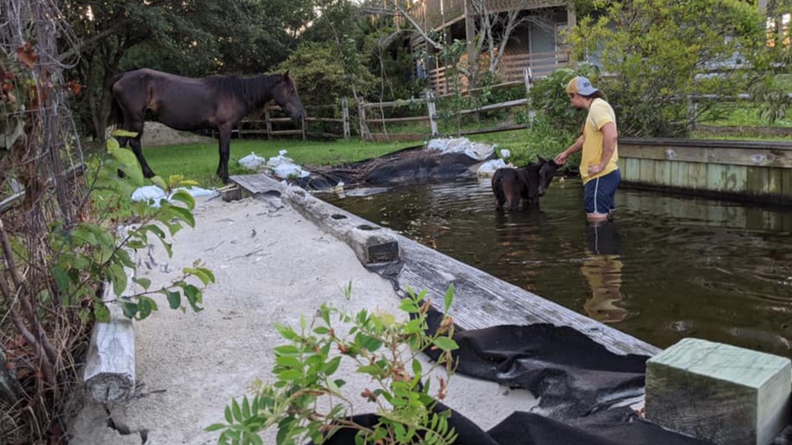 Fishermen rescued horse from during Outer Banks trip - Vimarsana News