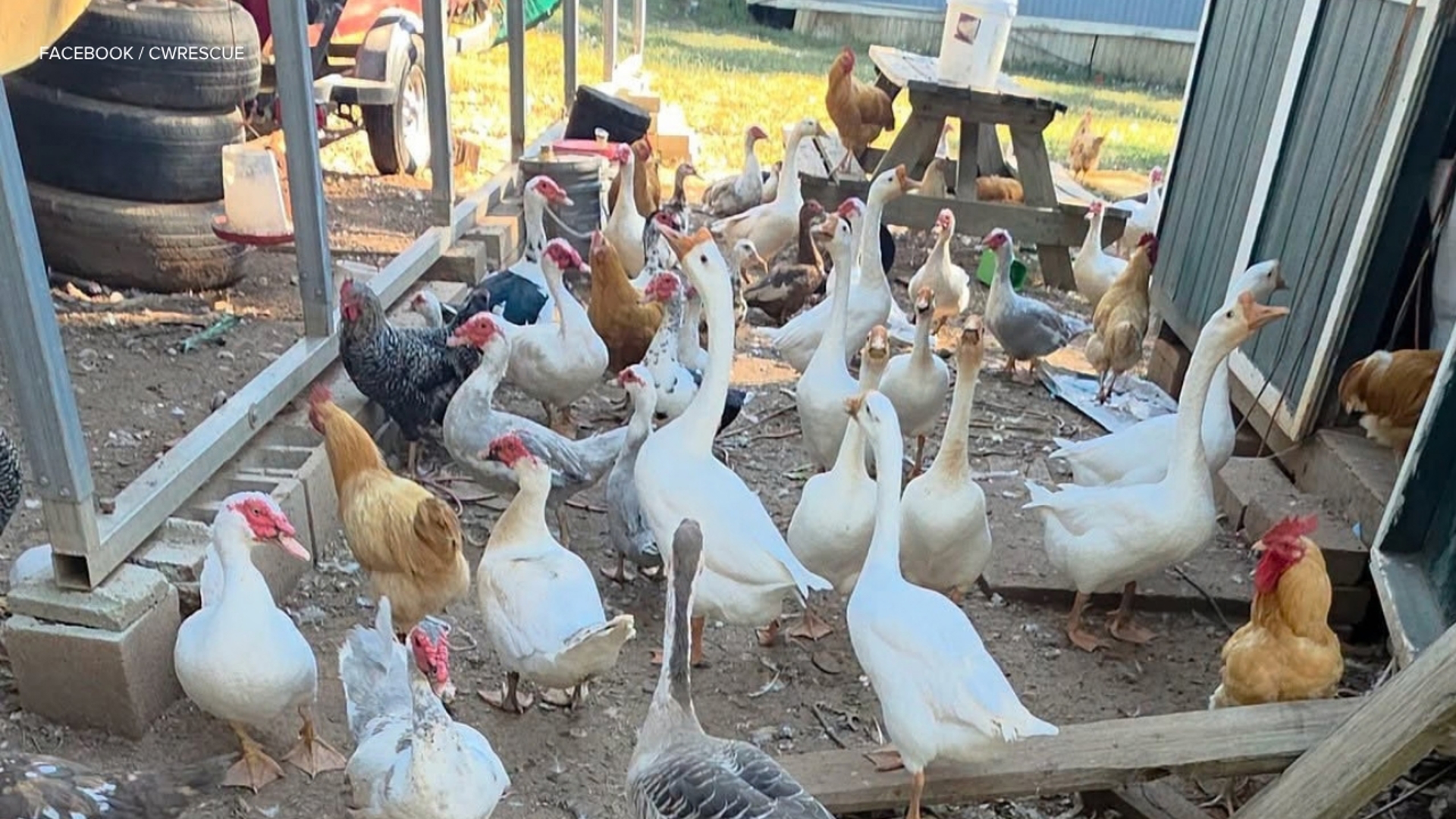 Carolina Waterfowl Rescue needs support after taking in hundreds of ...