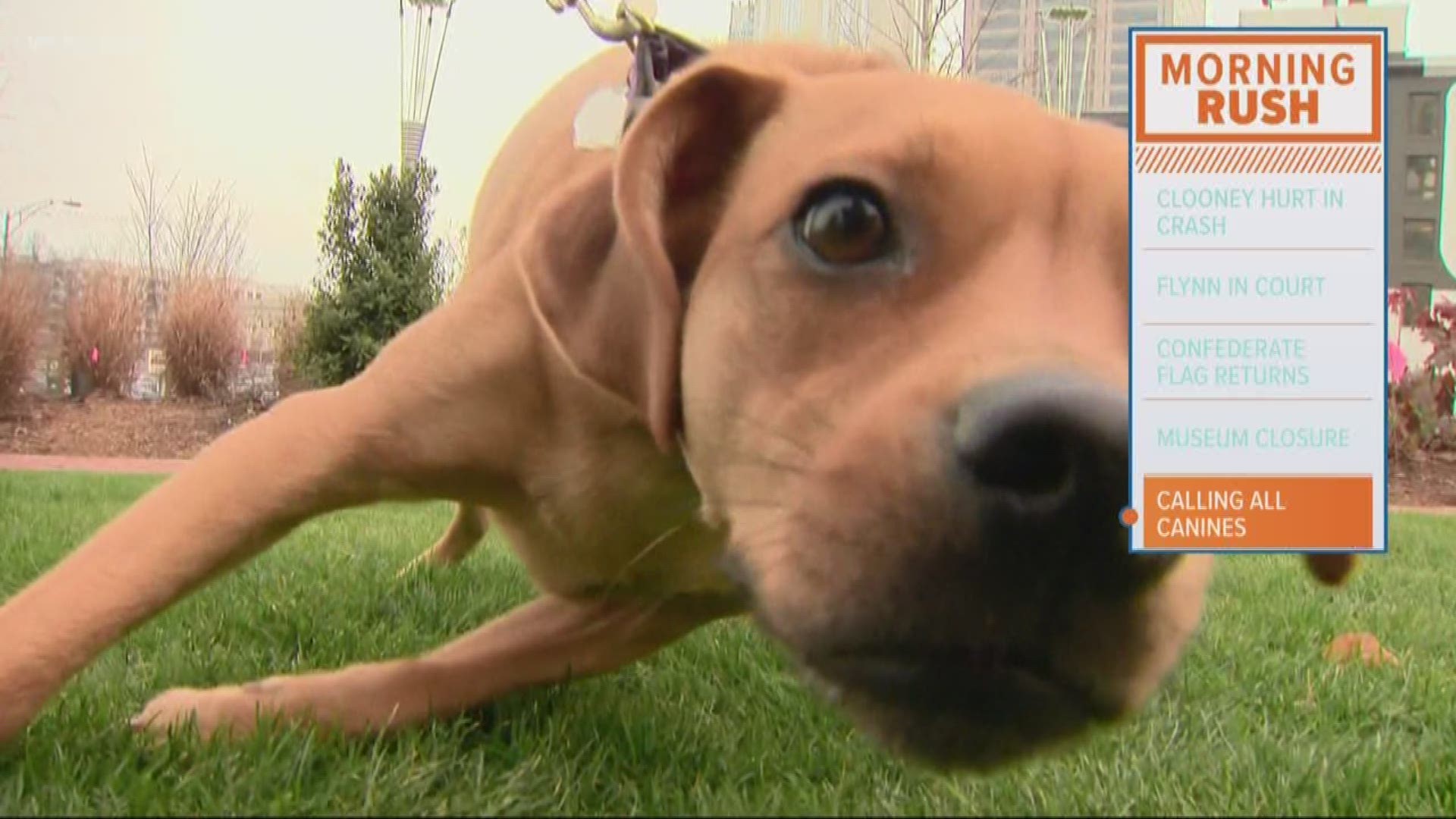If you think you have the cutest dog in the Carolinas, now is your chance to get that pup on TV.