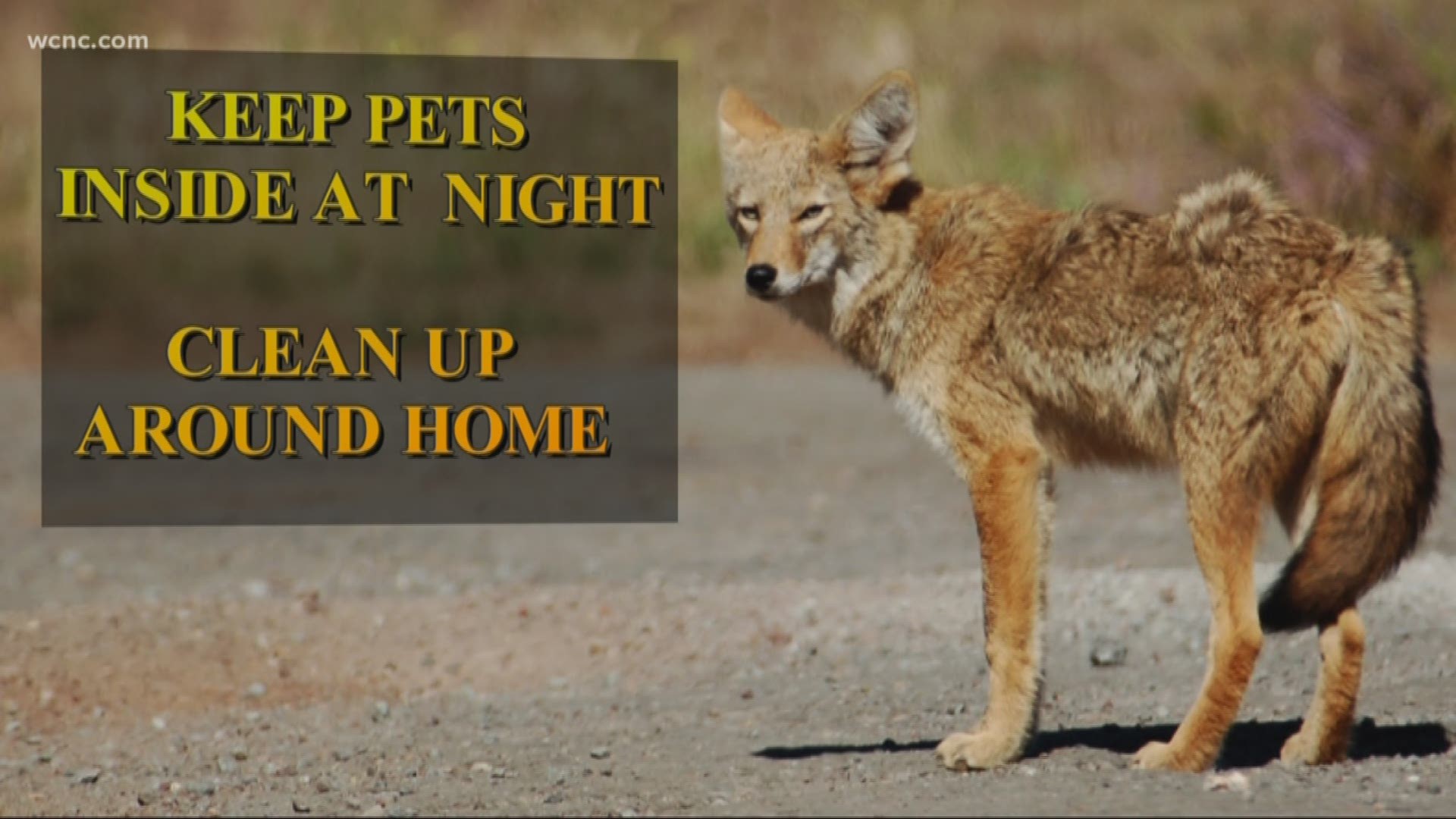 Coyote experts say the pups born last spring are now active and ready to head out on their own.