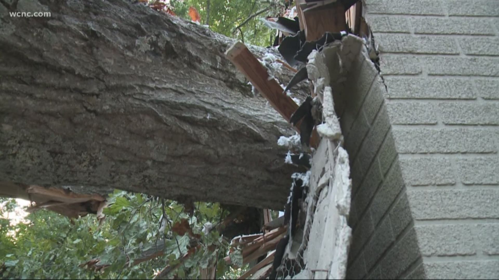 Children rescued after tree falls on east Charlotte home