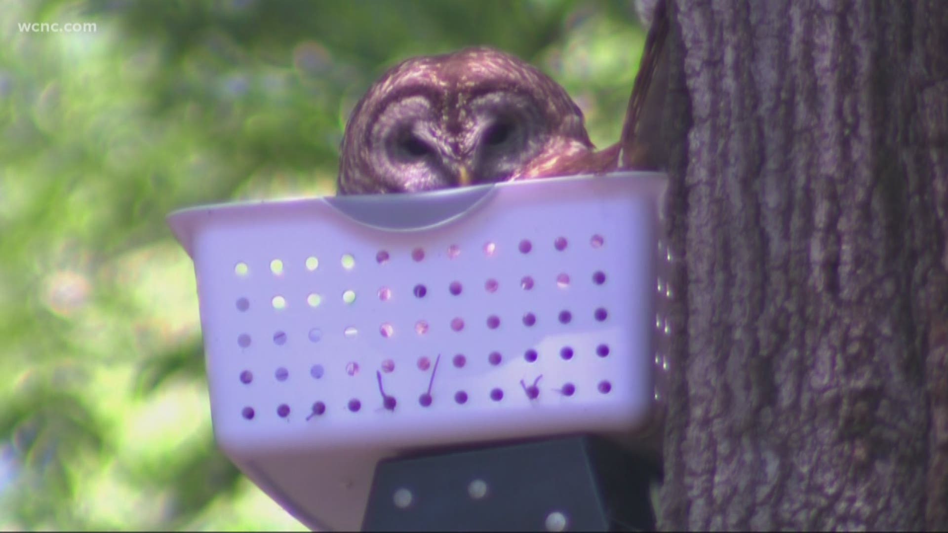 An owlet fell out of its nest, and a family wanted to save it. Then, it happened again. This time -- they called the experts.