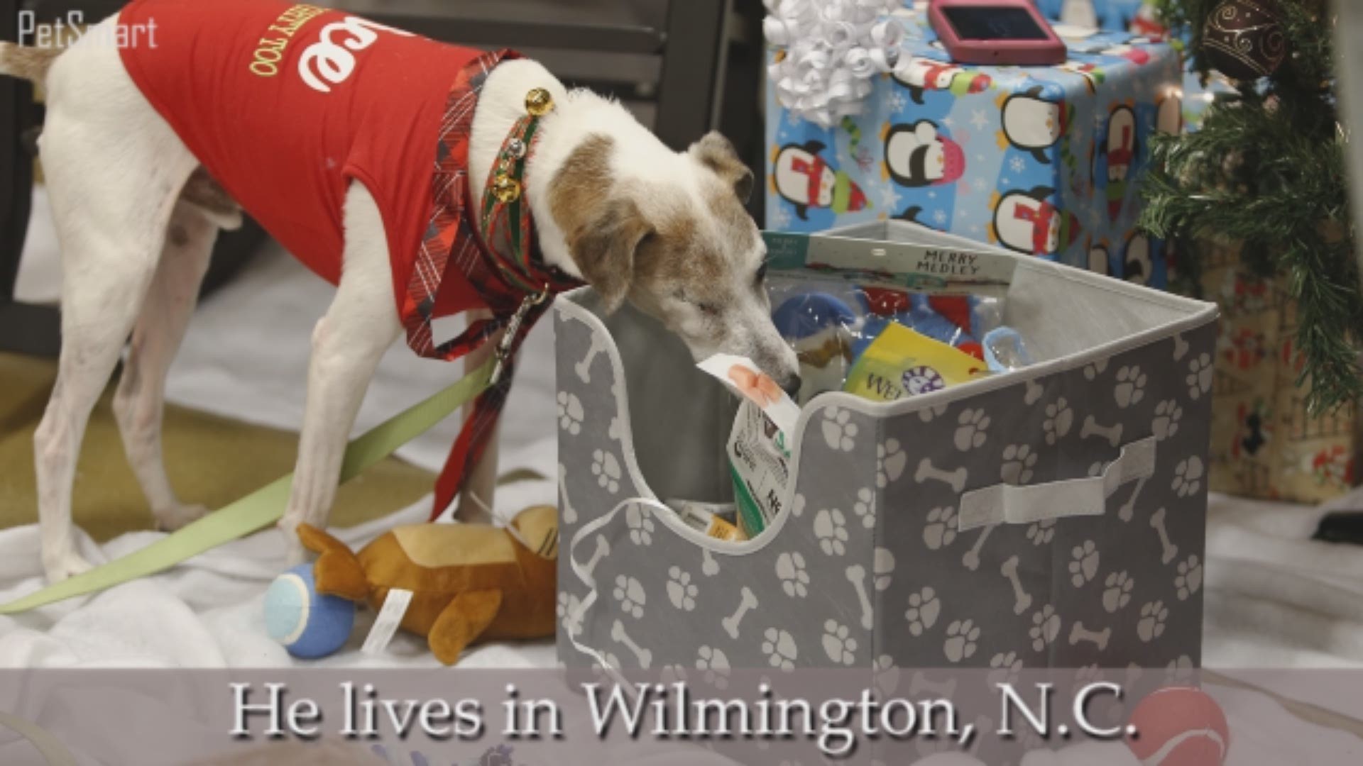 The people at PetSmart threw Jack an early Christmas celebration in Wilmington. He may not make it to the holiday.