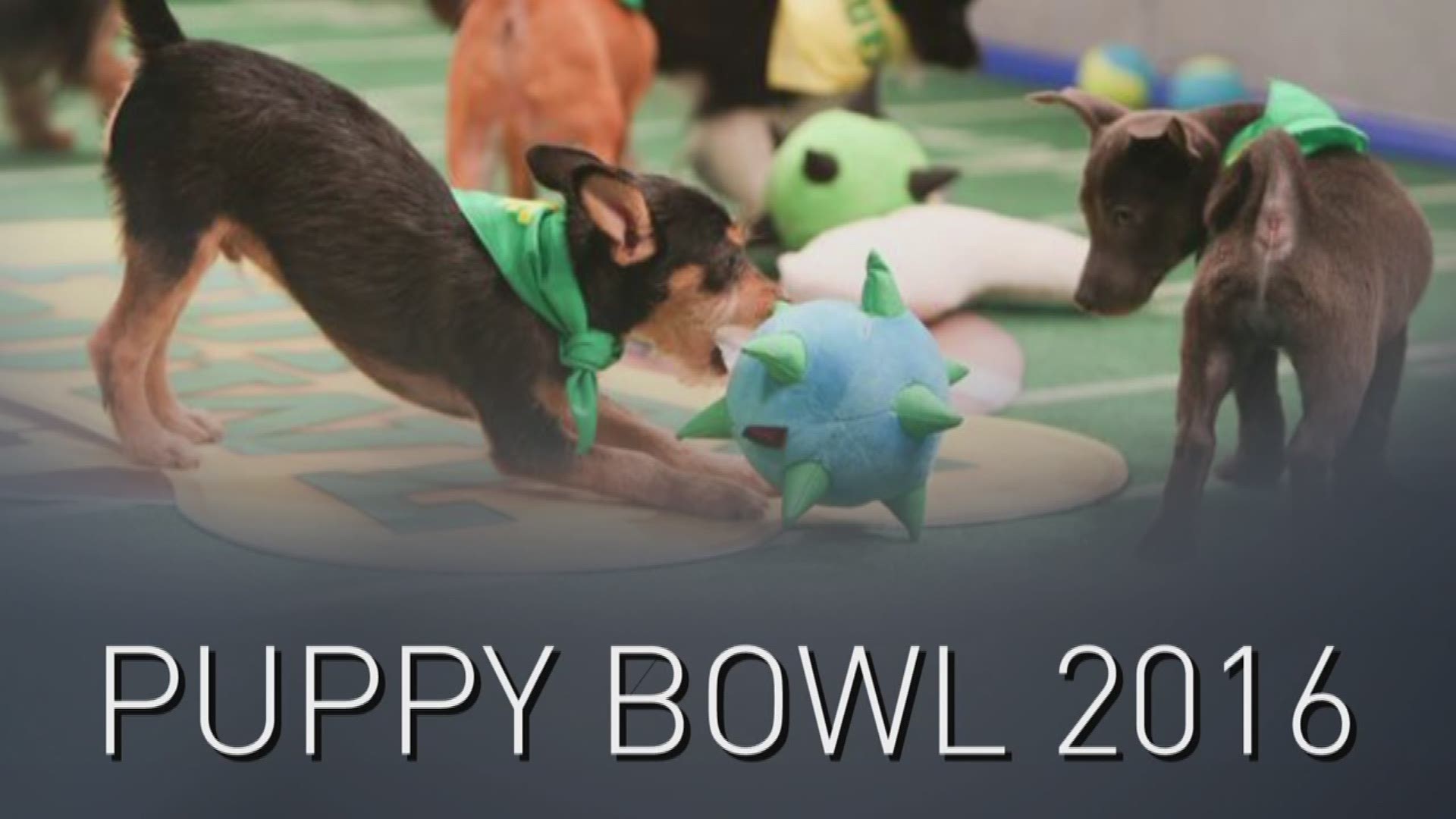 Puppy clearance bowl 2016