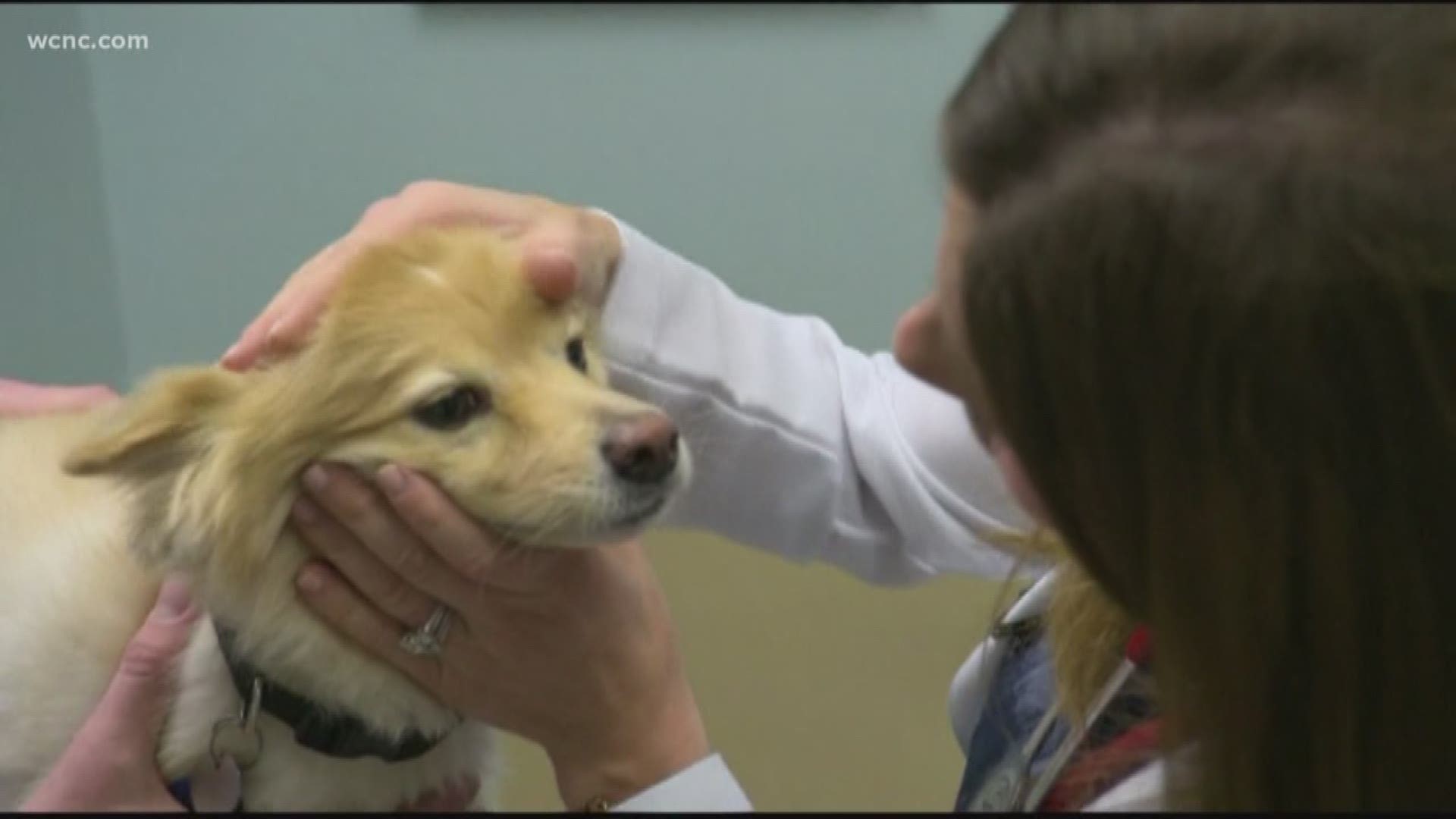 Vets warn pet owners about dog flu
