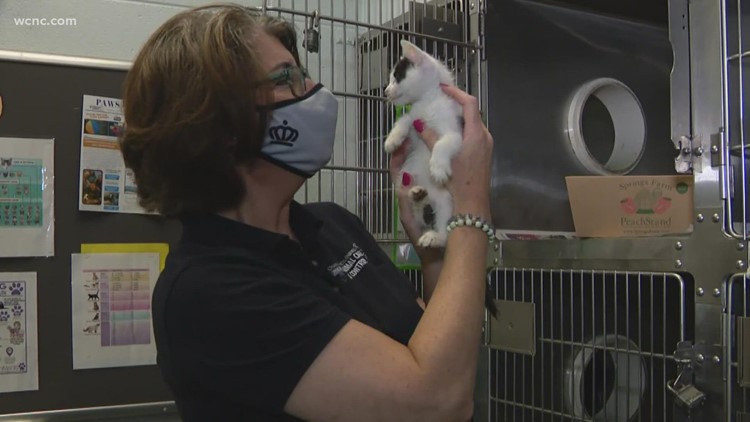 Clear the Shelters: Animal staycation and foster programs available