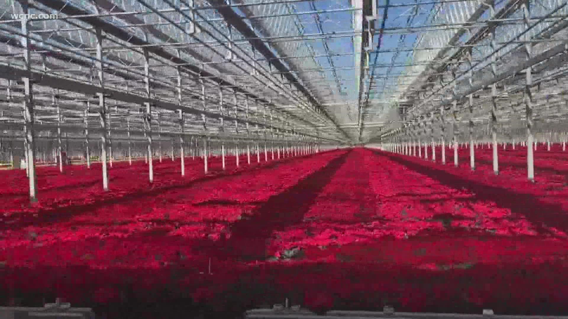 The largest single-site greenhouse in the country is right in Charlotte's backyard. Huntersville is home to the site, which covers 200 acres.