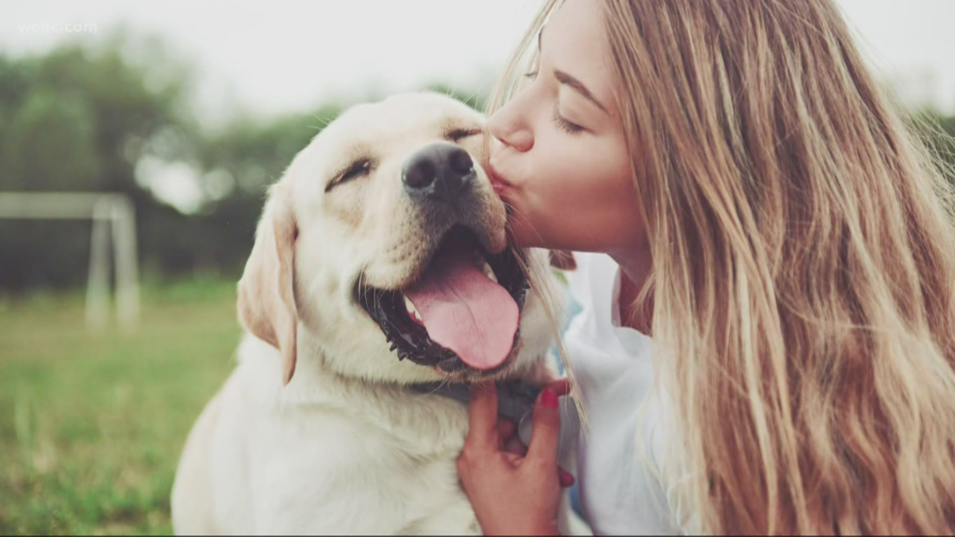 A new survey showed that 40% of dating app users have matched with someone just because they wanted to meet their dog.