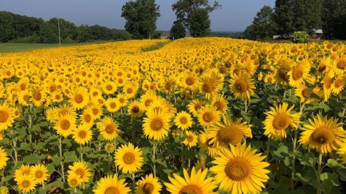 Where to find sunflower fields in Charlotte