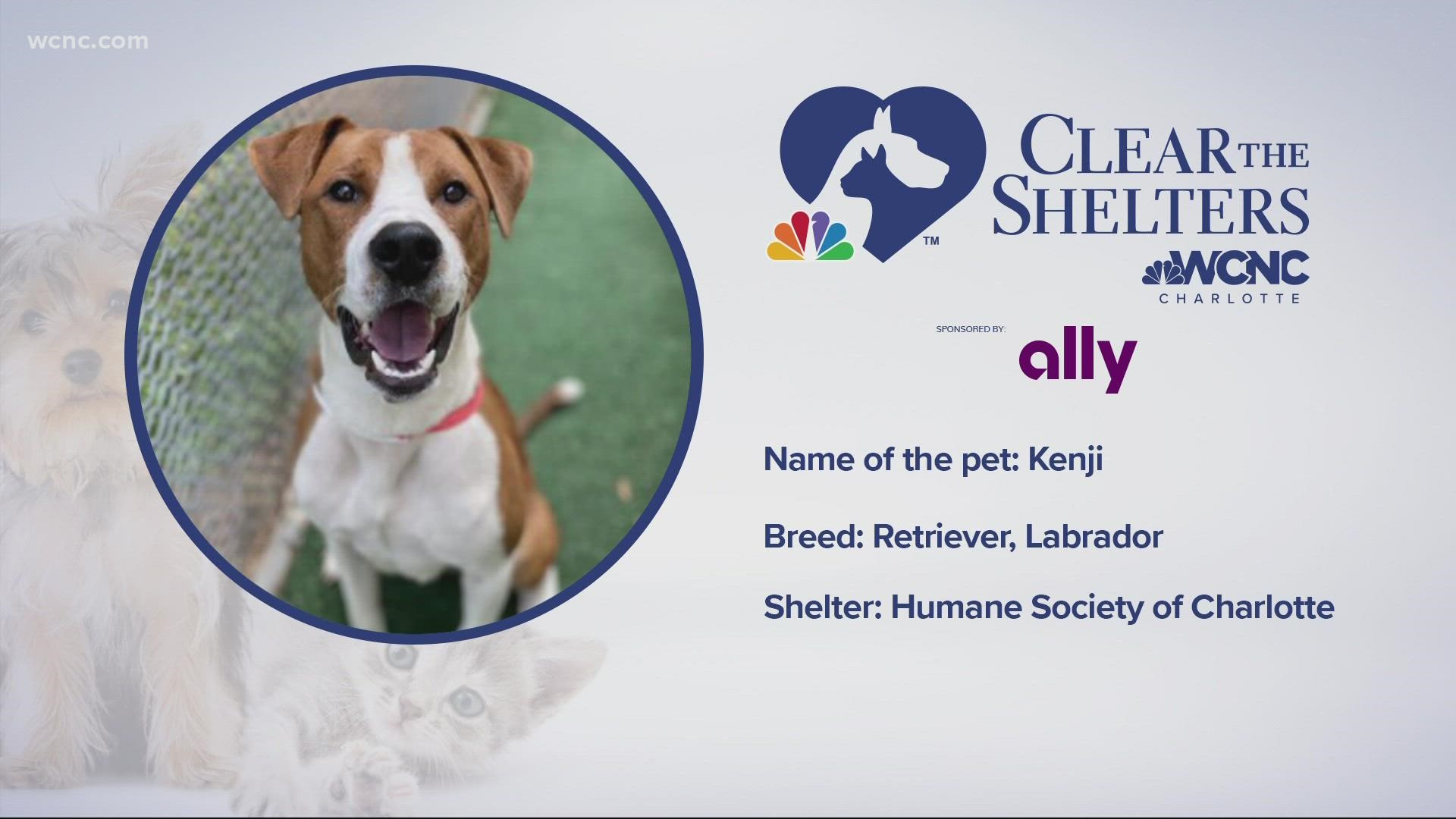 Kenji is a Labrador and Retriever mix at the Humane Society of Charlotte.