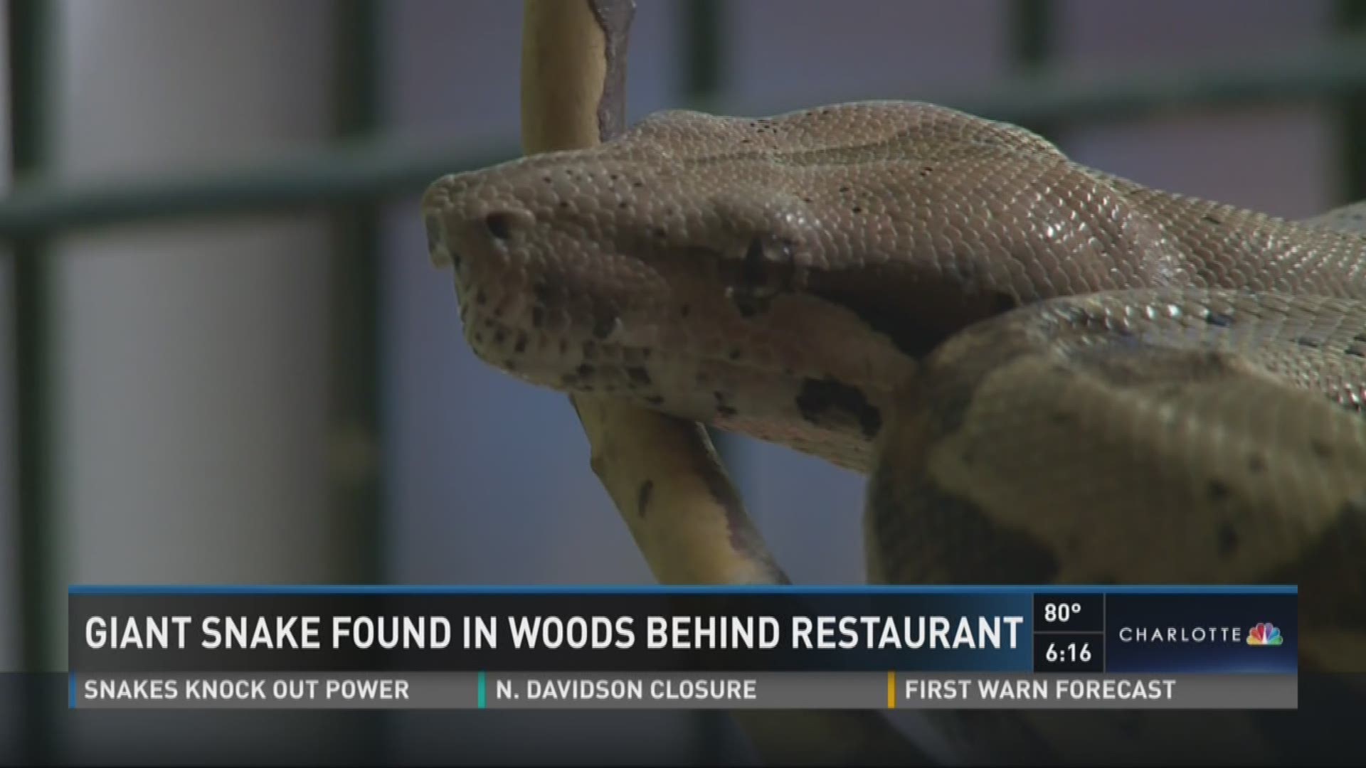 A giant python was found behind a restaurant in Matthews, scaring several residents.