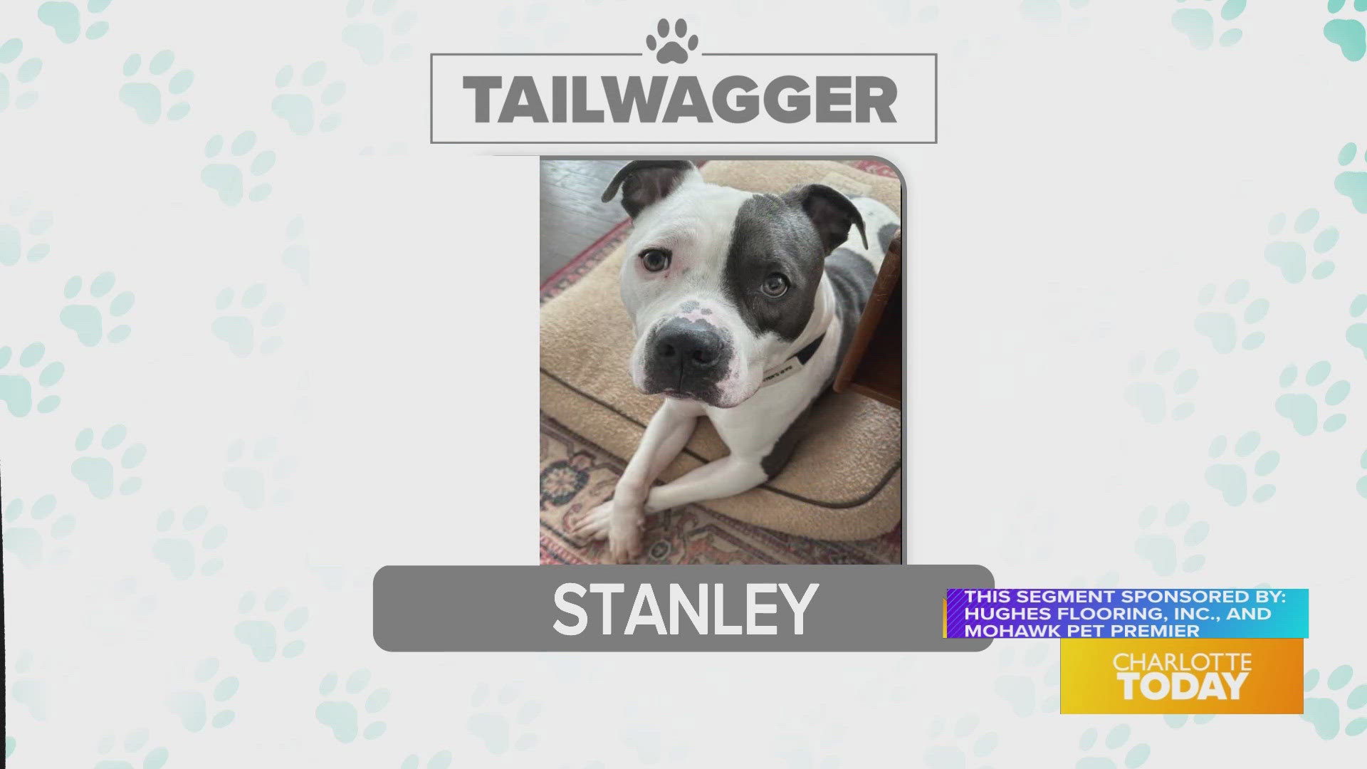 Stanley is available for adoption today from Animal Care & Control