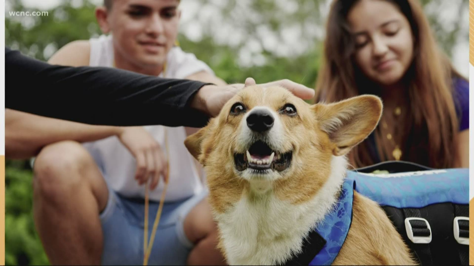 Your next vacation is going to be paw-some. Airbnb has launched a new animal experience section on its website, with all proceeds going to nonprofits.