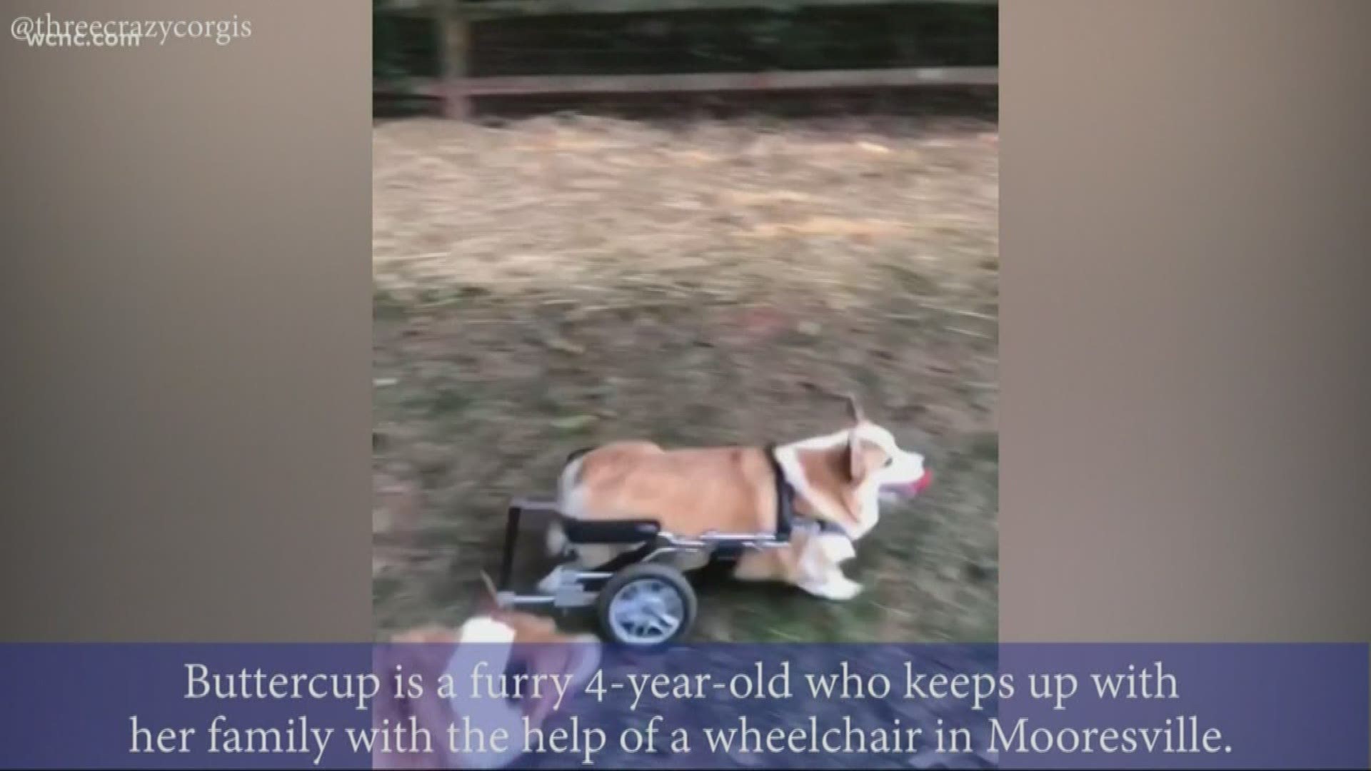 A disabled corgi from Mooresville named Buttercup visited Levine Children’s Hospital with a message of hope.