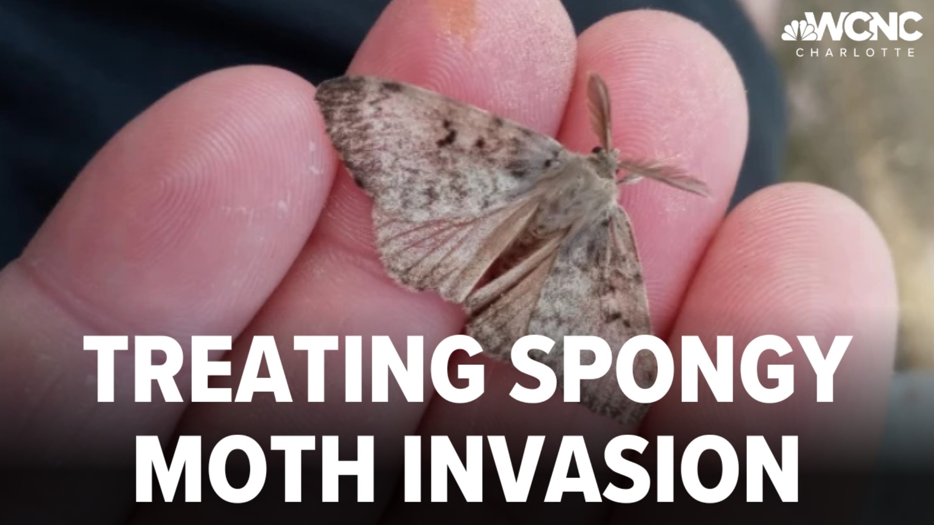 Spongy moths, an invasive species that feeds off foliage, are making their way to North Carolina. And it could spell disaster for our beloved forests.
