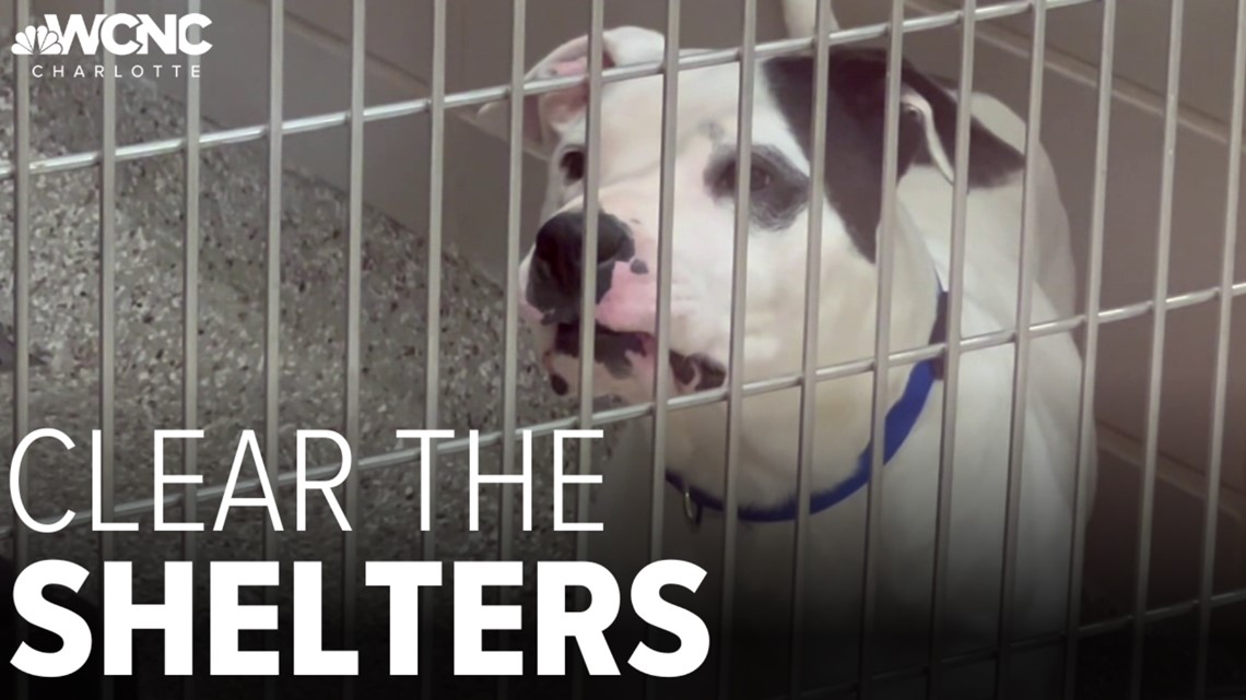 How to help Clear the Shelters this month